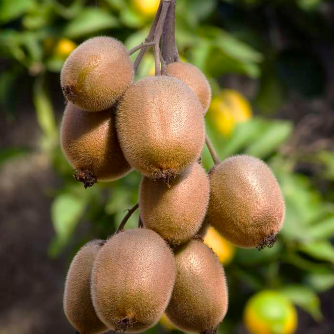 "Zoete oogst trio" BIO Fruitplanten mix set van 3 verschillende soorten