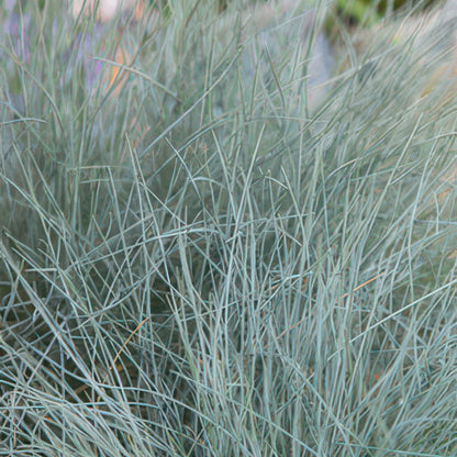 12x Festuca glauca 'Elijah Bleu' - ↕10-25cm - Ø9cm