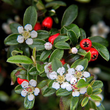 12x Cotoneaster dam. 'Major' - ↕25cm - Ø9cm