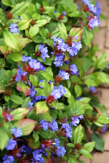 12x Ceratostigma plumbaginoides  - ↕10-25cm - Ø9cm