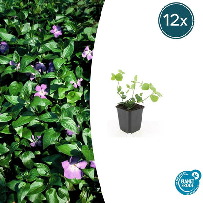 12x Vinca major - ↕10-25cm - Ø9cm