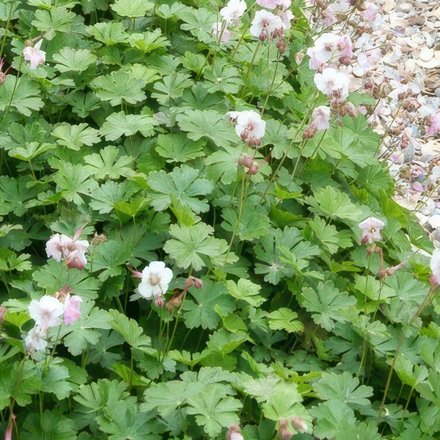 12x Geranium cant. 'Biokovo' - ↕10-25cm - Ø9cm