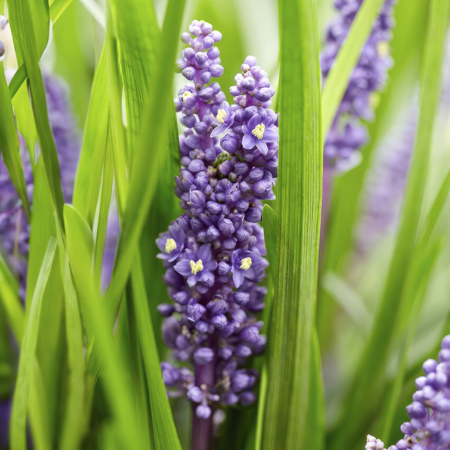 12x Liriope muscari 'Big Blue' - ↕10-25cm - Ø9cm