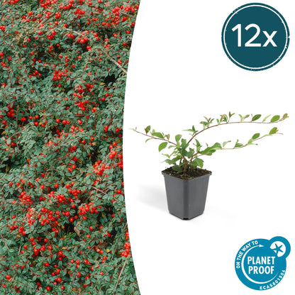 12x Cotoneaster dammeri - ↕10-25cm - Ø9cm