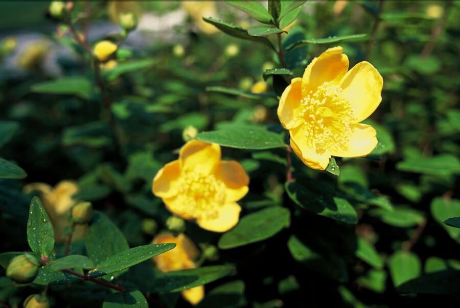 12x Hypericum dummeri 'Peter Dummer' - ↕10-25cm - Ø9cm