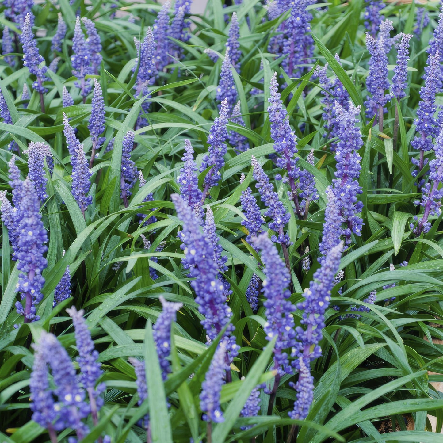 12x Liriope muscari 'Big Blue' - ↕10-25cm - Ø9cm