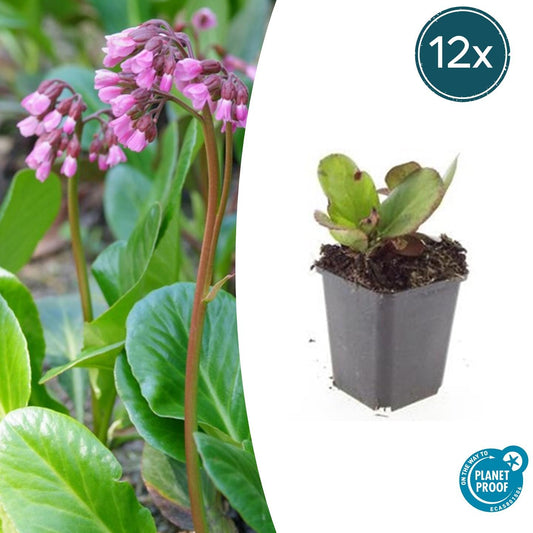 12x Bergenia cordifolia 'Herbstblüte'  - ↕10-25cm - Ø9cm