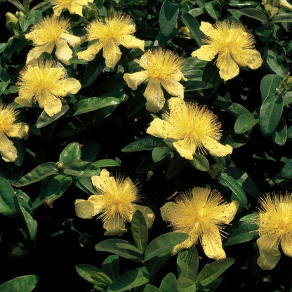 12x Hypericum calycinum - ↕10-25cm - Ø9cm