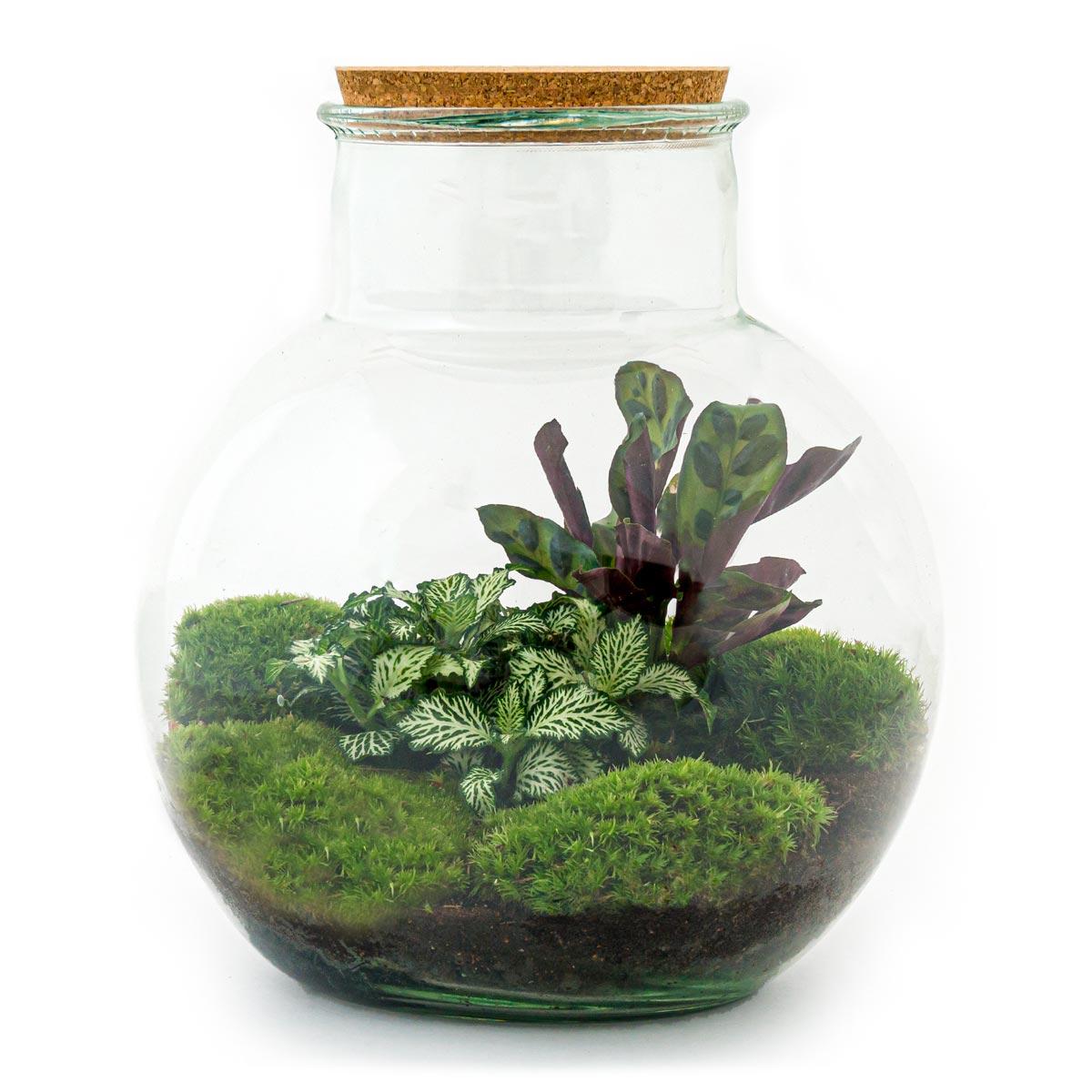 DIY terrarium - Teddy - ↕ 26,5 cm - Rake + Shovel + Tweezer + Scissors