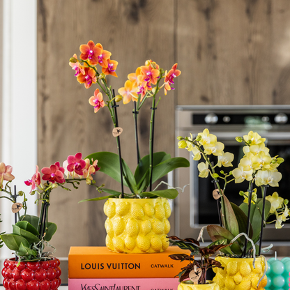 COMBI DEAL van 2 geurende oranje Phalaenopsis orchideeën