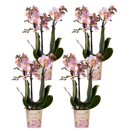 COMBI DEAL van 4 Roze phalaenopsis orchideeën - Andorra - potmaat Ø9cm