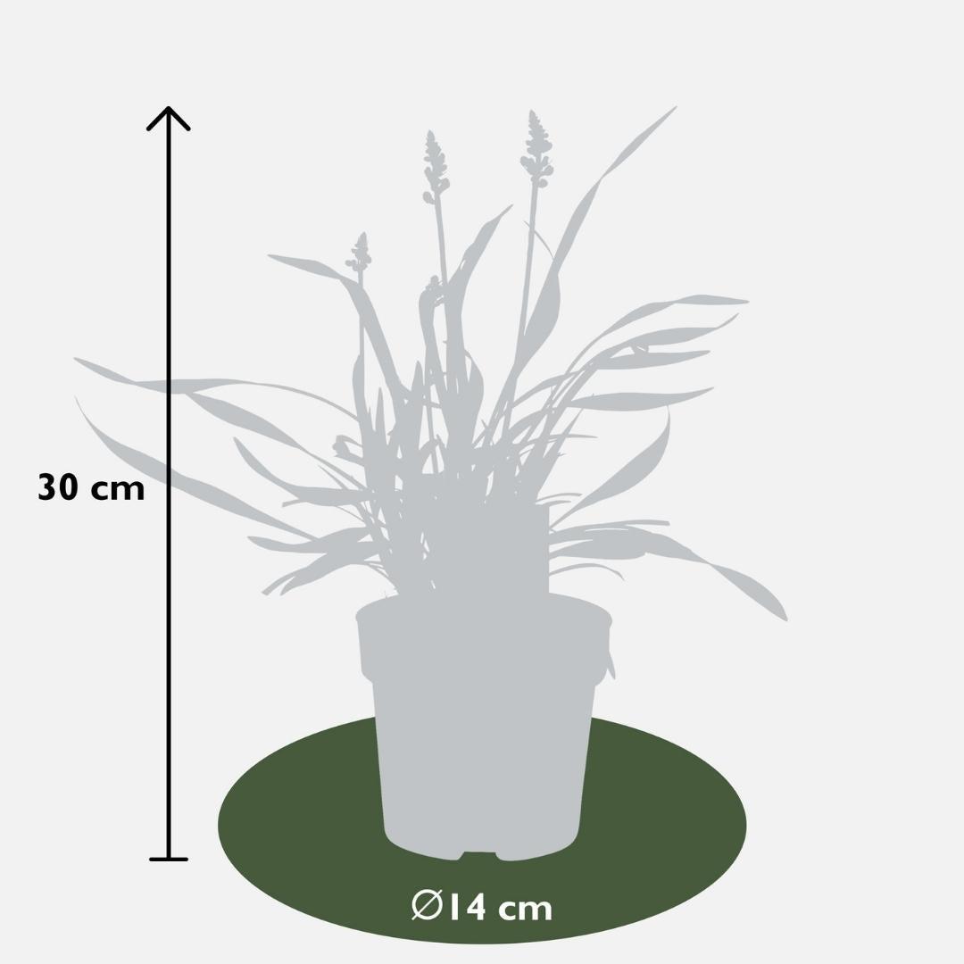 6 x Liriope muscari 'Ingwersen' - Ø 14 cm - ↨ 25 cm