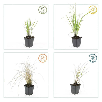 12x Calamagrostis acut. 'Karl Foerster'  - ↕10-25cm - Ø9cm