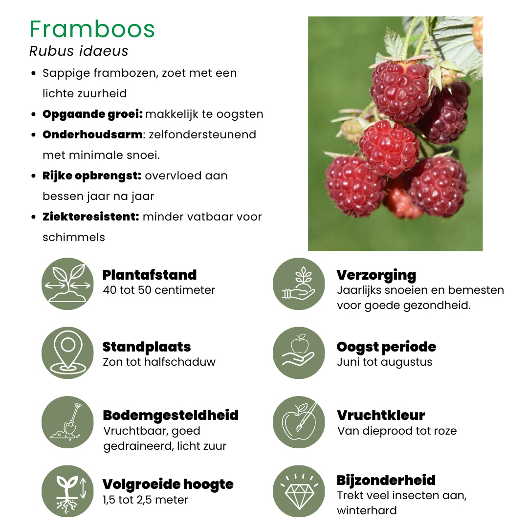 "Zomervruchten" BIO Fruitplanten mix set van 4 verschillende soorten