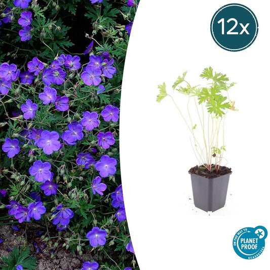 12x Geranium 'Johnson's Blue' - ↕10-25cm - Ø9cm