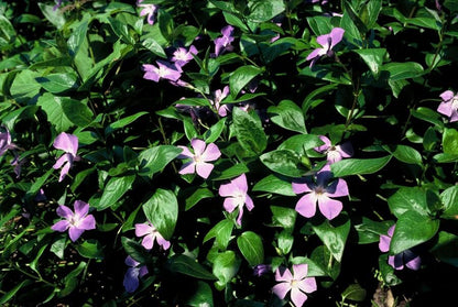 12x Vinca major - ↕10-25cm - Ø9cm