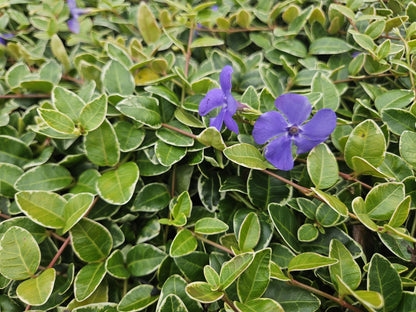 12x Vinca minor 'Argenteovariegata' - ↕10-25cm - Ø9cm