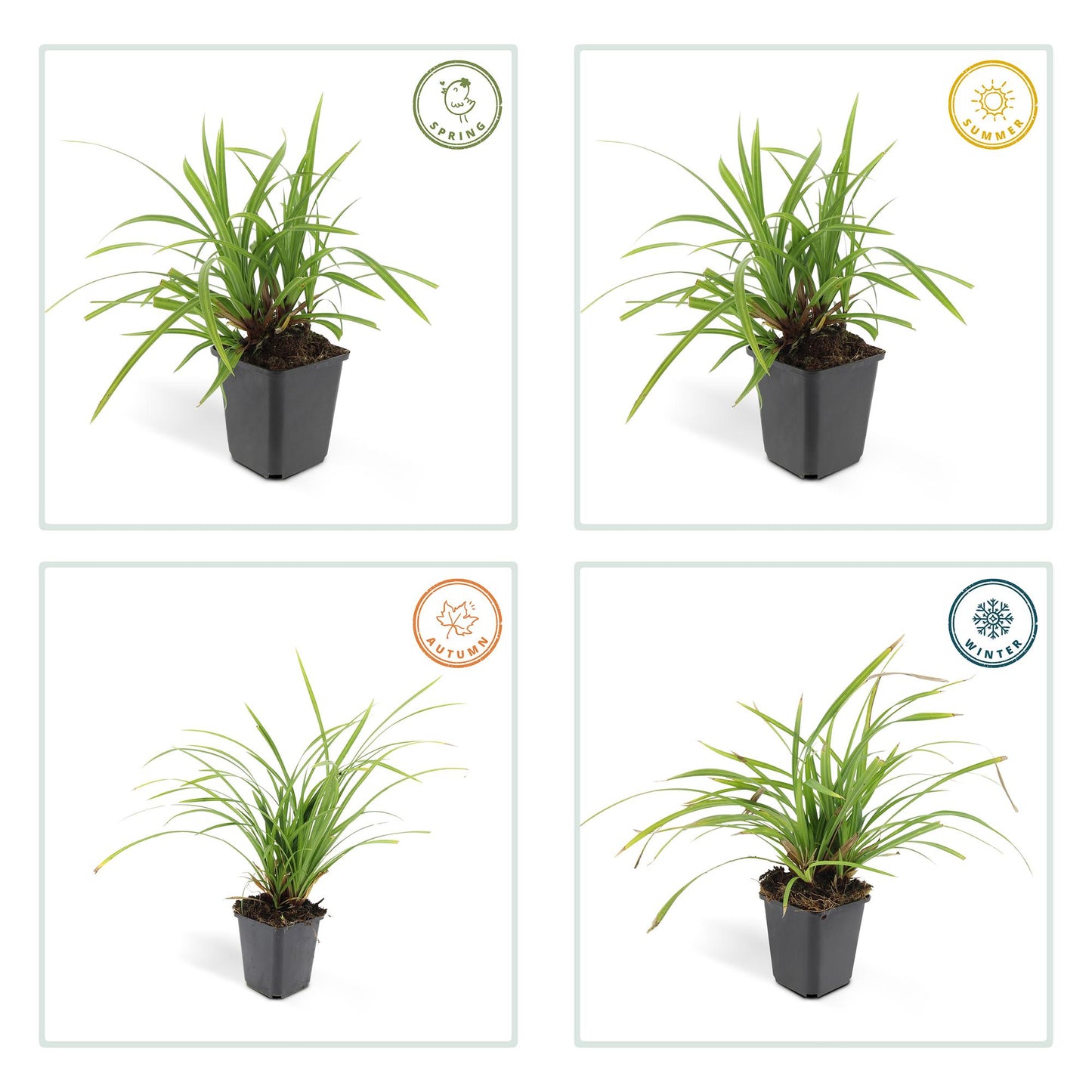 12x Carex morrowii 'Irish Green' - ↕10-25cm - Ø9cm