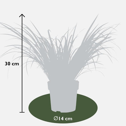 3 x Acorus gramineus 'Ogon' - Ø 14 cm - ↨ 30 cm