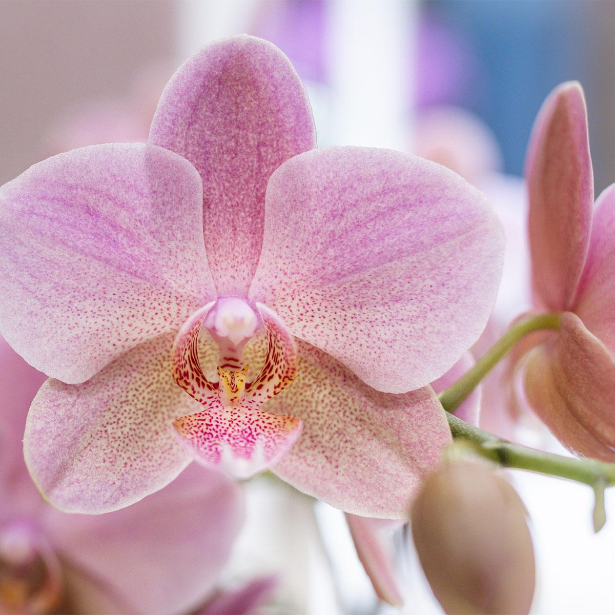 Surprise box mix - planten voordeel box - verrassingsbox met 4 verschillende orchideeën 12cm