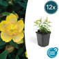 12x Hypericum calycinum - ↕10-25cm - Ø9cm