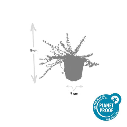 12x Euonymus fort. 'Minimus' - ↕10-25cm - Ø9cm