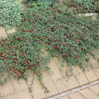 12x Cotoneaster dammeri - ↕10-25cm - Ø9cm