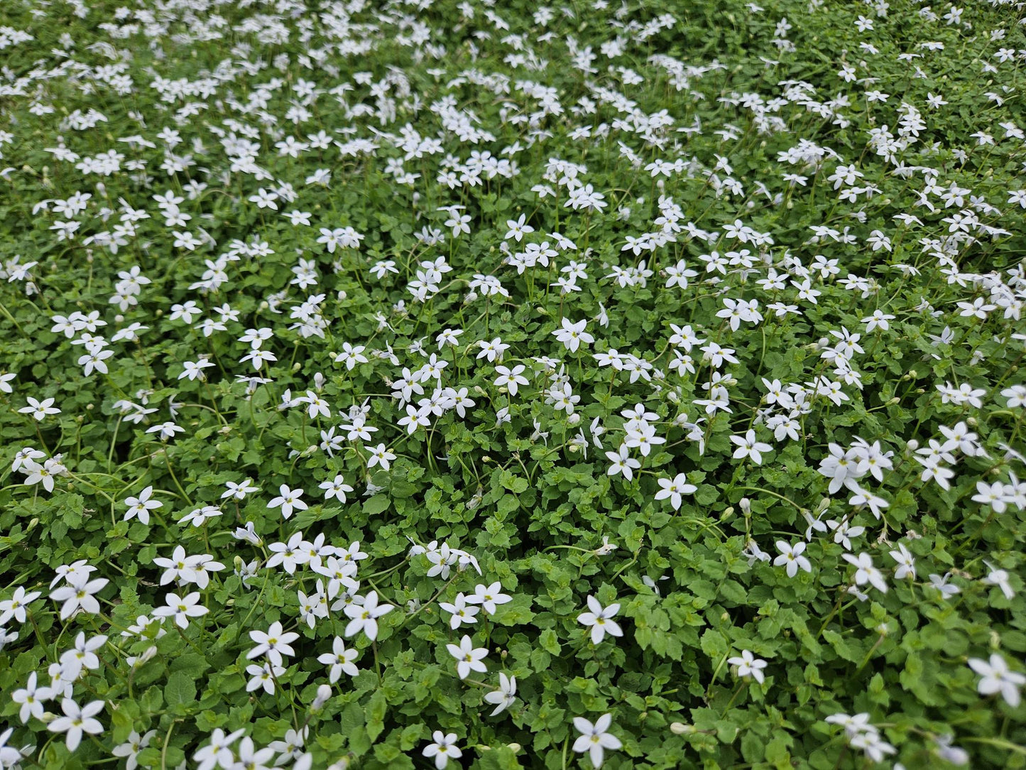 12x Isotoma fluviatilis 'Alba'- ↕10-25cm - Ø9cm