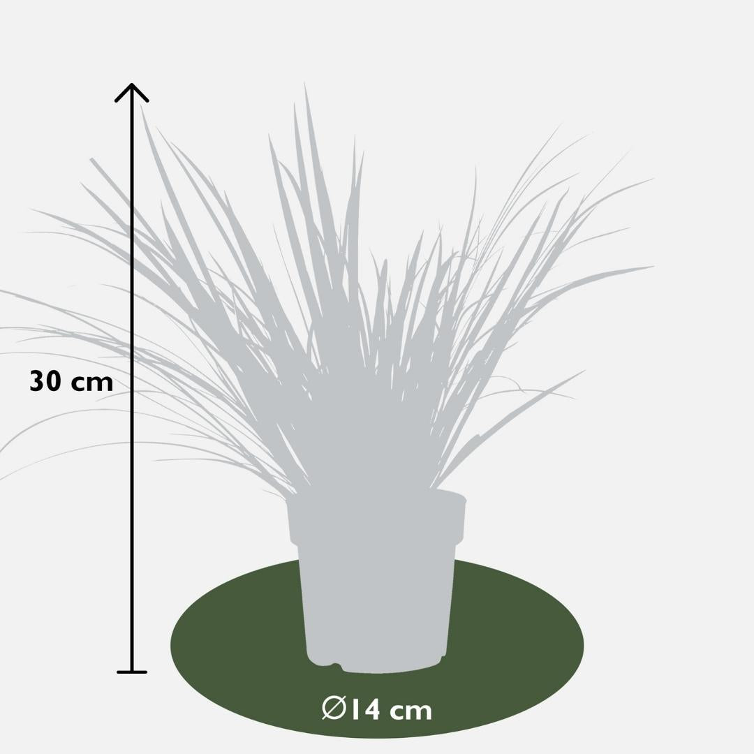 3 x Acorus gramineus 'Argenteostriatus' - Ø 14 cm - ↨ 30 cm