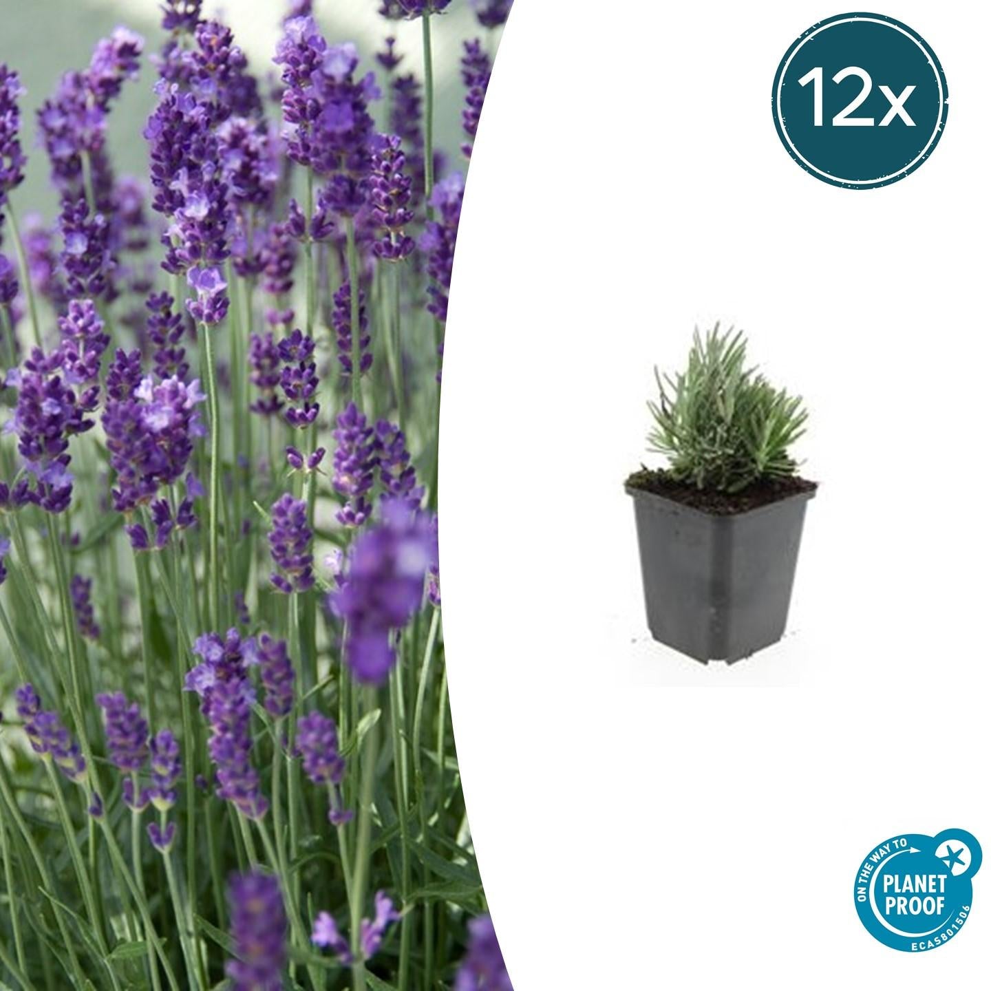 12x Lavandula ang. 'Dwarf Blue' - ↕10-25cm - Ø9cm