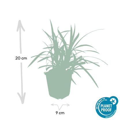 12x Carex morrowii 'Irish Green' - ↕10-25cm - Ø9cm