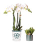 Set van witte orchidee Amabilis in Malaga pot en succulent in Painted Stripe pot groen