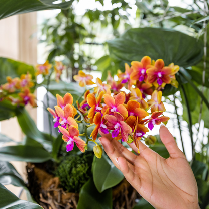 COMBI DEAL van 2 geurende oranje Phalaenopsis orchideeën