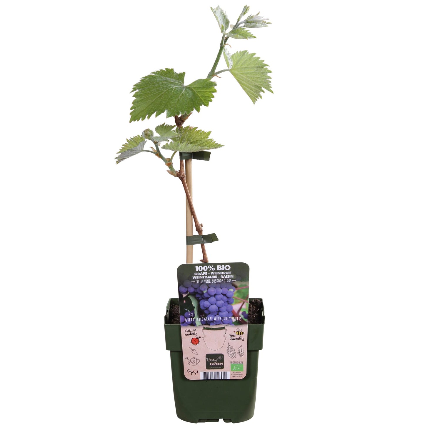 Vitis vinifera 'Boskoop Glory' - Blauwe druif - Ø13cm - ↕45cm