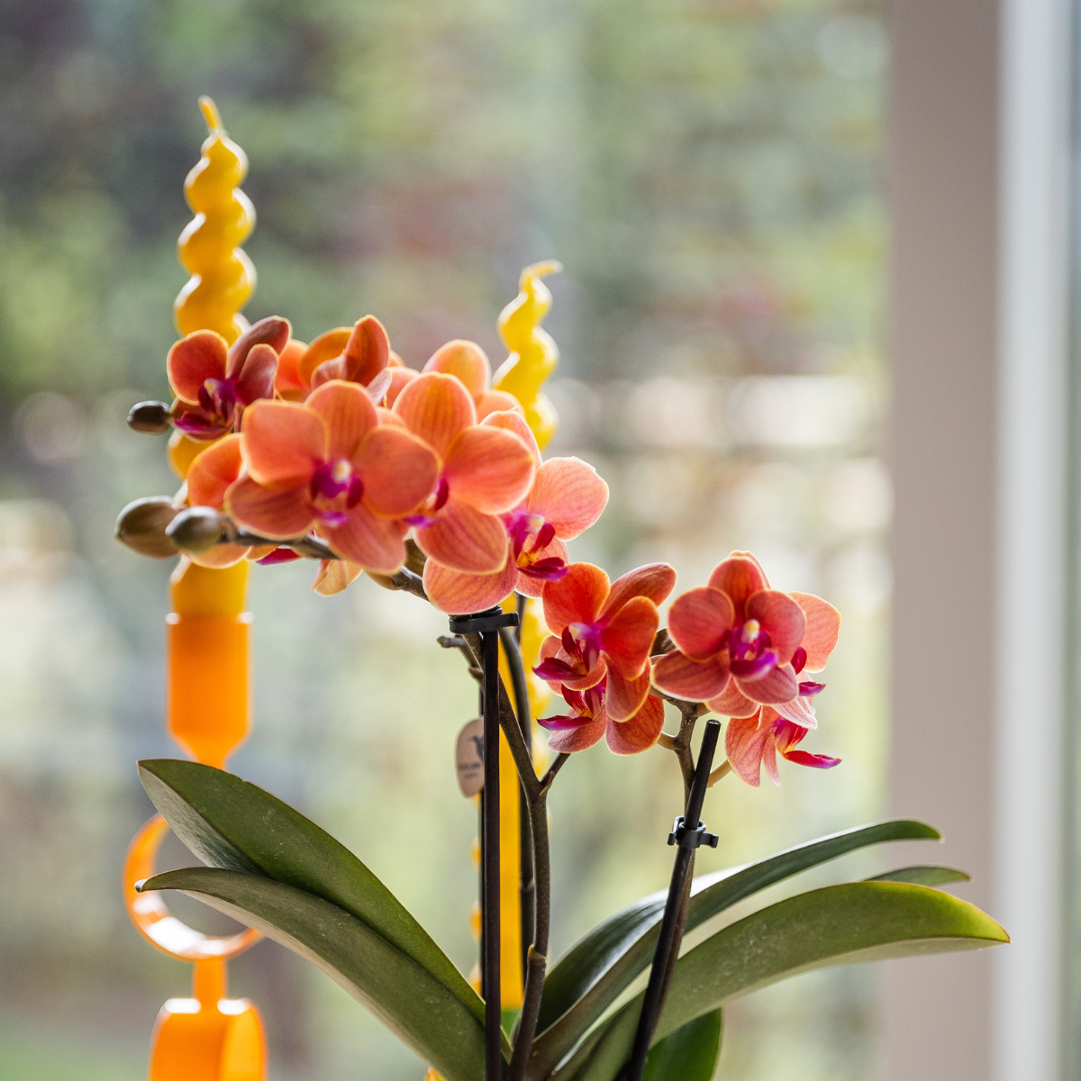 Oranje orchidee Bolzano + Star Fish sierpot - potmaat Ø9cm