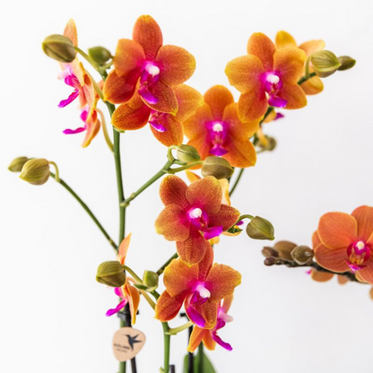 COMBI DEAL van 2 geurende oranje Phalaenopsis orchideeën