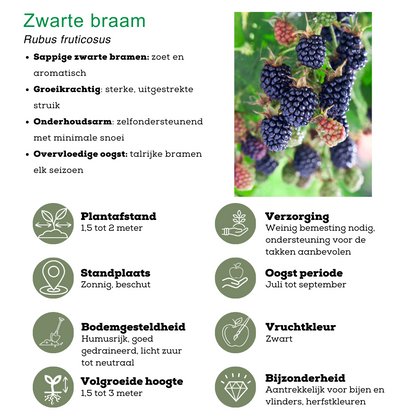 "Zomervruchten" BIO Fruitplanten mix set van 4 verschillende soorten