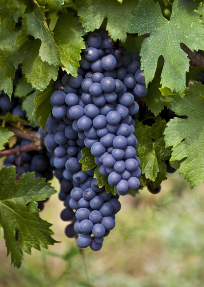 Vitis vinifera 'Boskoop Glory' - Blauwe druif - Ø13cm - ↕45cm