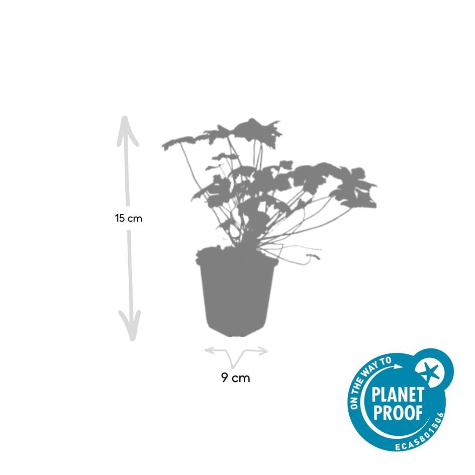 12x Geranium macr. 'Czakor' - ↕10-25cm - Ø9cm