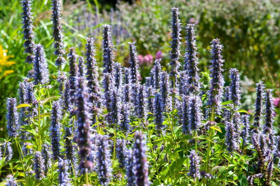 12x Agastache 'Black Adder' - ↕10-25cm - Ø9cm