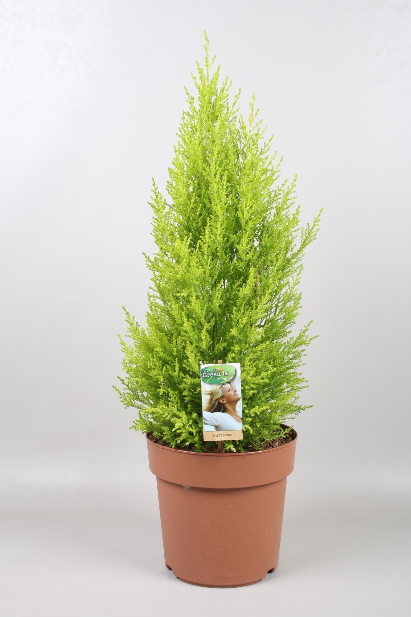 Cupressus Goldcrest Wilma - Ø21cm - ↕70cm