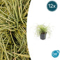 12x Carex oshim. 'Evergold'  - ↕10-25cm - Ø9cm