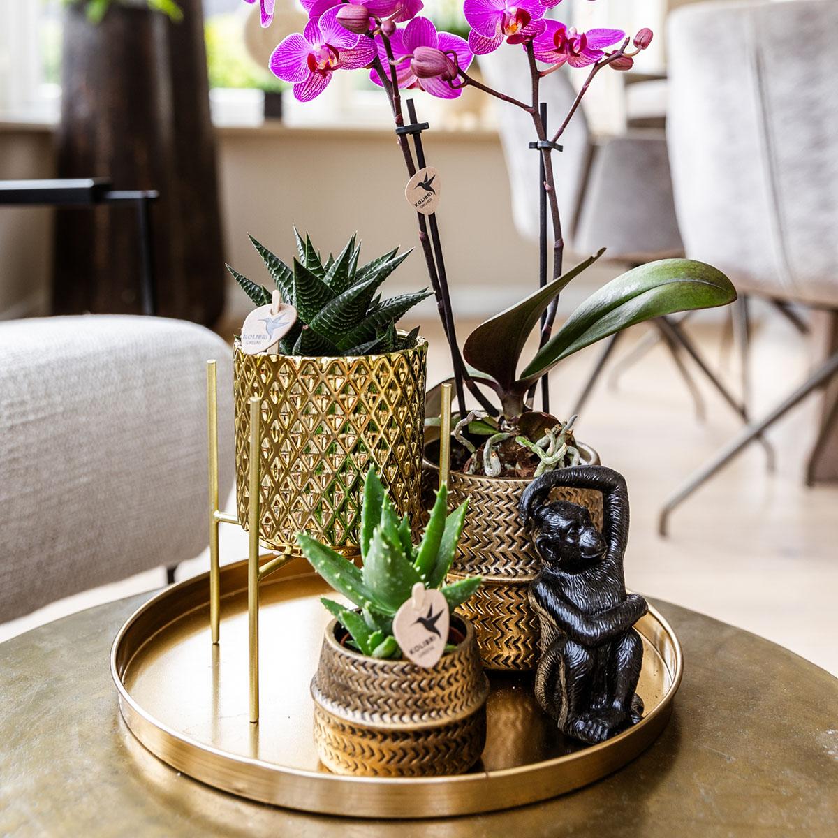 Plantenset met paarse Phalaenopsis Orchidee en Succulenten incl. keramieken sierpotten