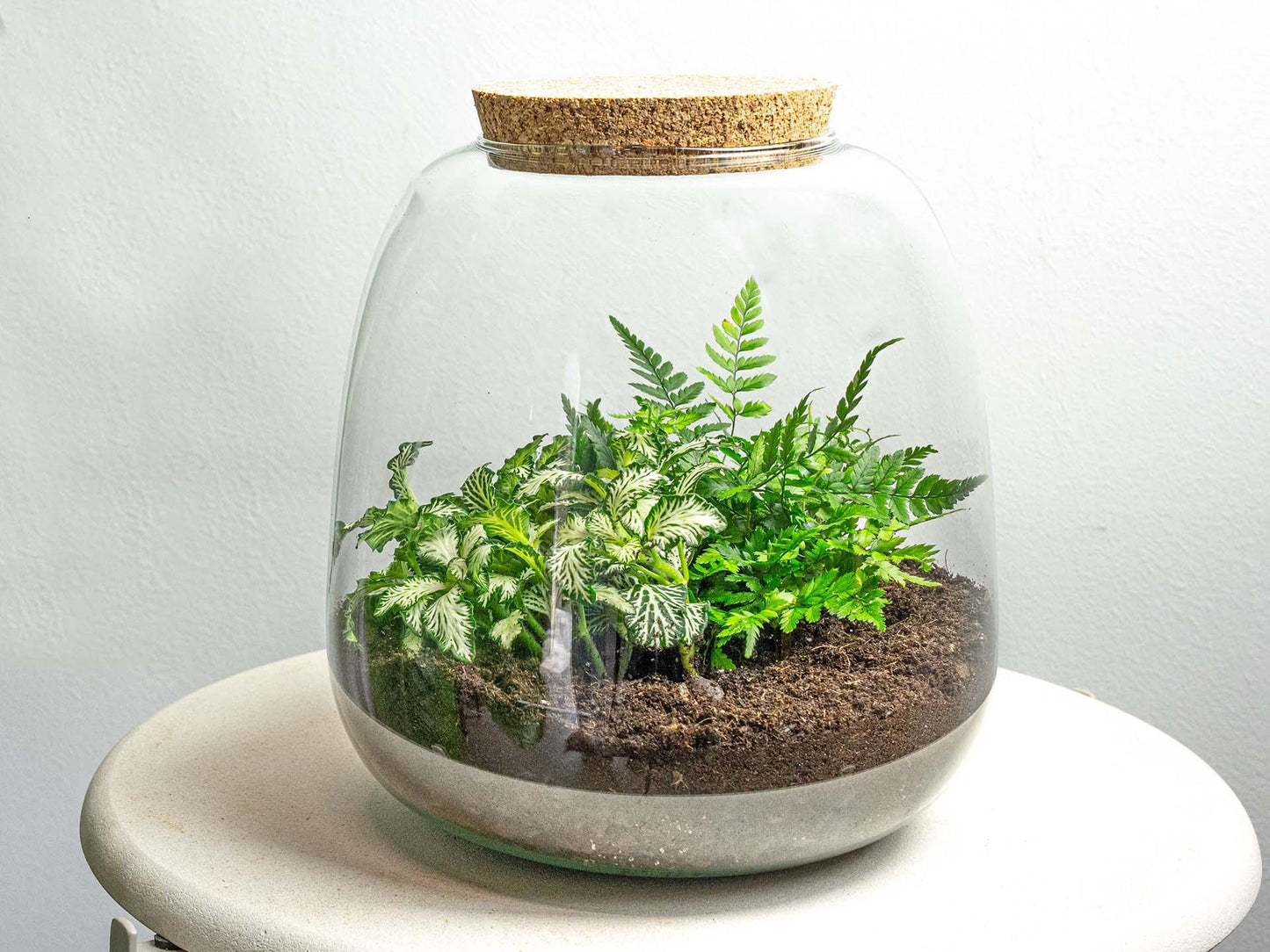 Planten terrarium - Emma Mini - DIY kit - ↑ 20 cm - Ø 19 cm - Fittonia White Tiger