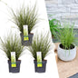 3 x Carex brunnea Variegata - Ø 14 cm - ↨ 25 cm