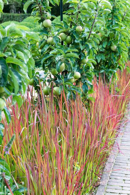 12x Imperata cylindrica 'Red Baron' - ↕10-25cm - Ø9cm