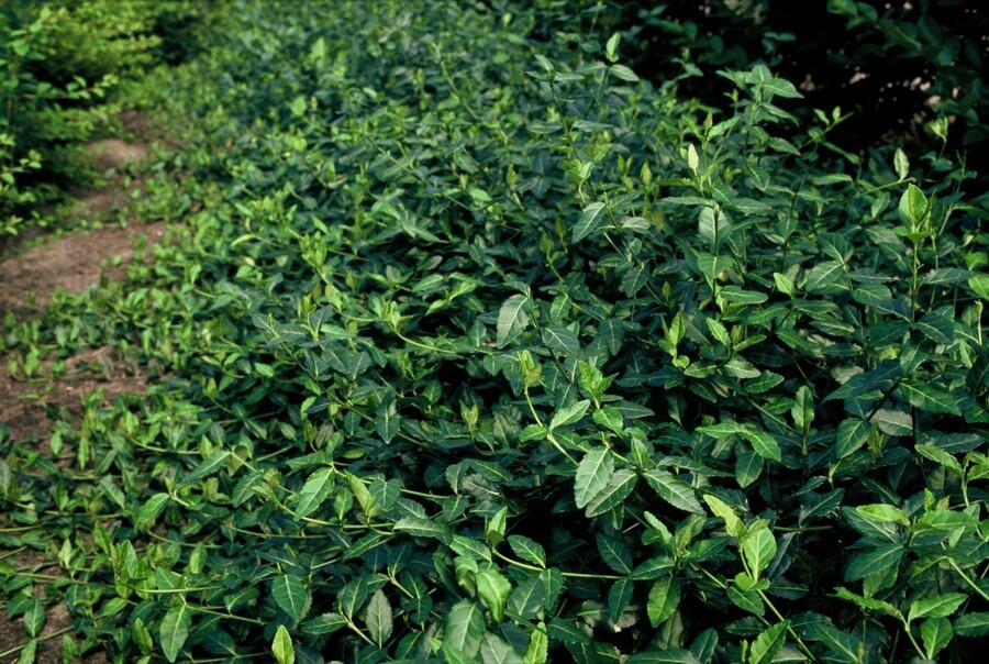 12x Euonymus fort. 'Dart's Blanket' - ↕10-25cm - Ø9cm