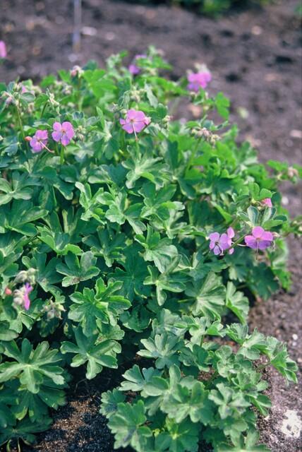 12x Geranium cant. 'Cambridge' - ↕10-25cm - Ø9cm