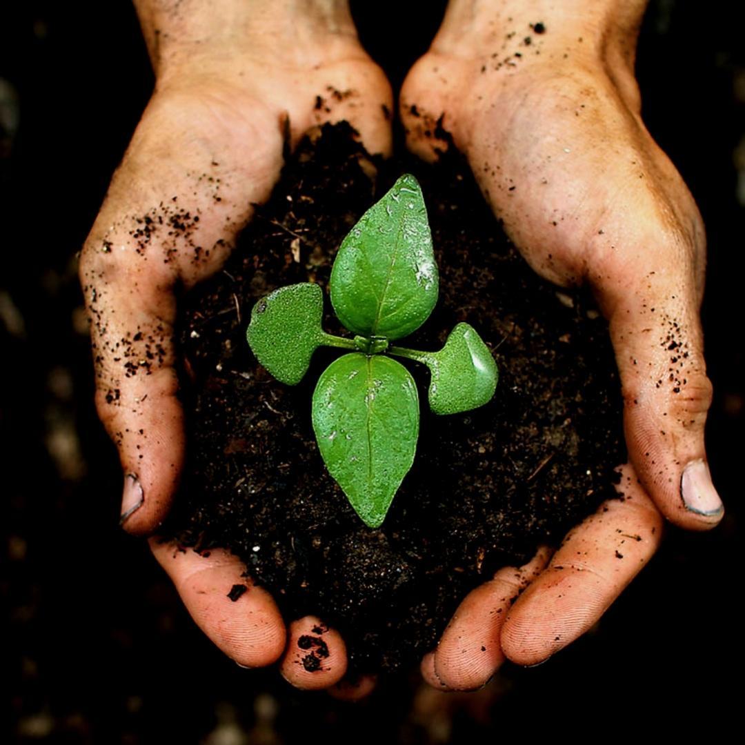 Culvita - Biologische Veenvrije potgrond 40 liter - Potgrond voor kamerplanten & buitenplanten - inclusief organische meststof