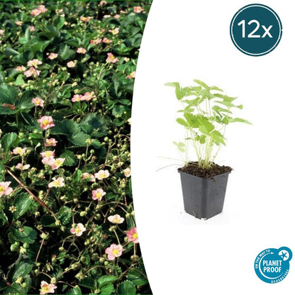 12x Fragaria vesca - ↕10-25cm - Ø9cm